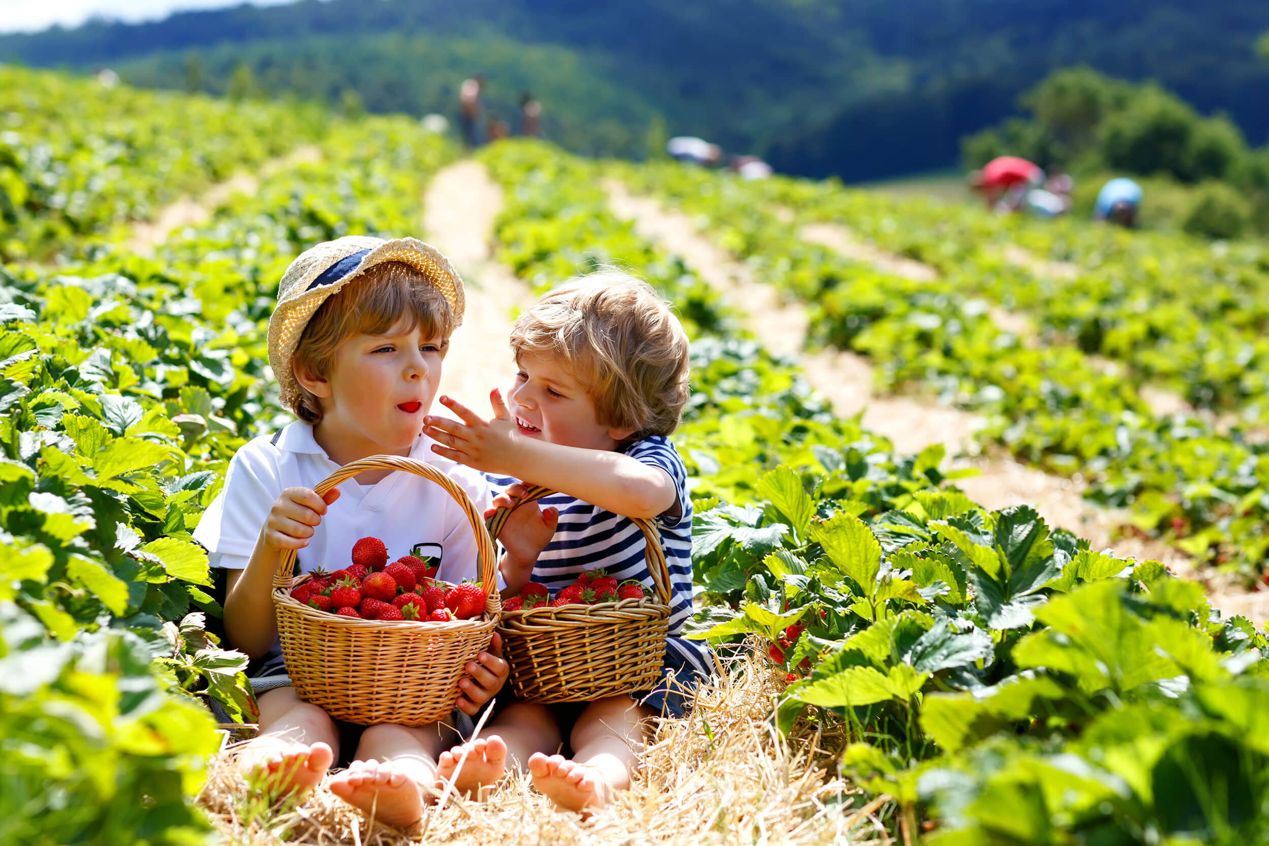 enfants qui tiennent un panier de fraises dans un champ
