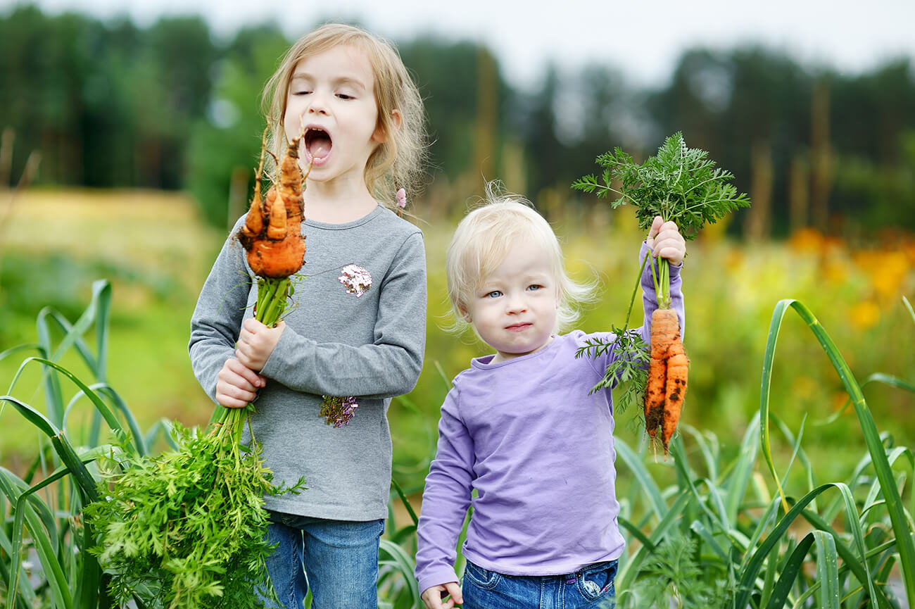 Adorables fillettes qui ramassent des carottes dans le jardin