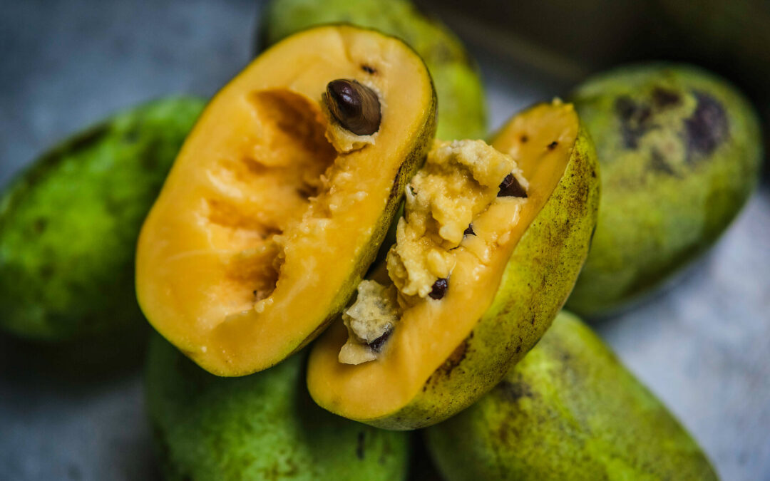 À la découverte du pawpaw, un fruit tropical bien d’ici